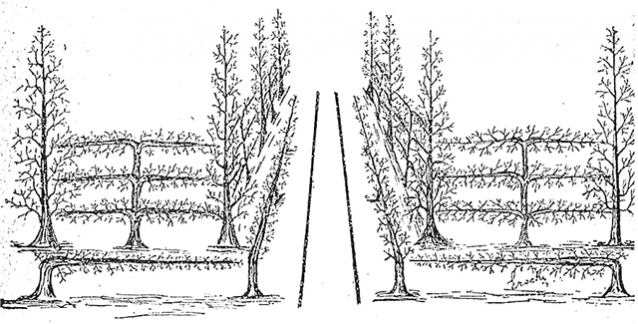 2. ábra. Oszlopos és terülő alakfák (Erschinger,1889) [1]