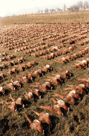 10. ábra. Gazdag zsákmány a vadászatokon, 1974 (Balogh Imre gyűjteménye)