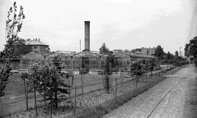 6. ábra. A hatvani virágkertészet, 1955